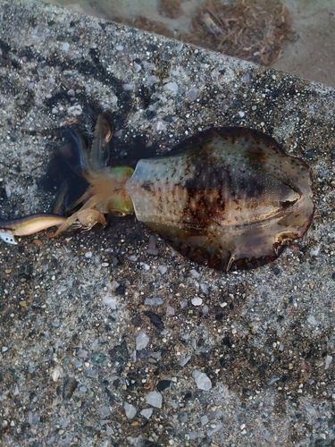 アオリイカの釣果