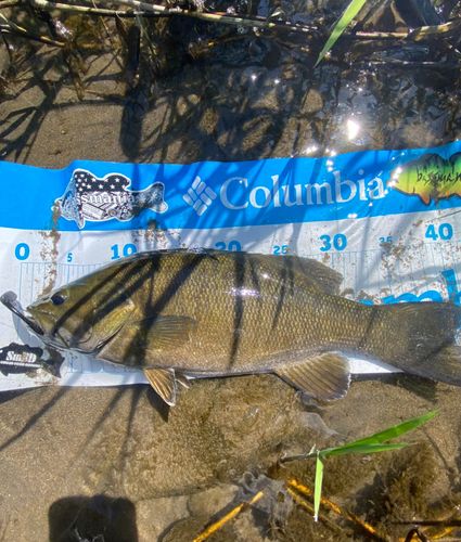スモールマウスバスの釣果