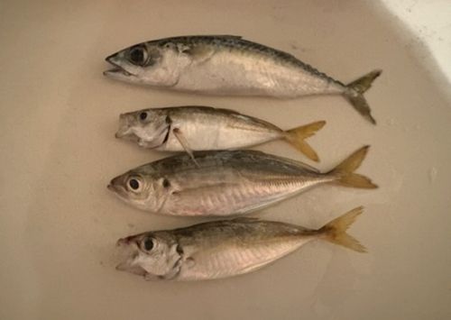 アジの釣果
