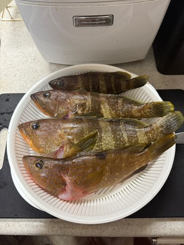 アコウの釣果