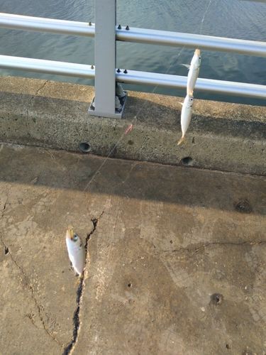 マルアジの釣果