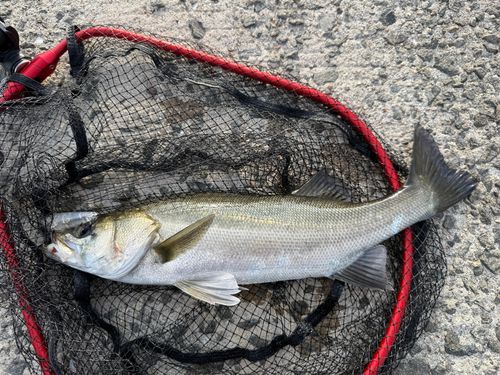 セイゴ（マルスズキ）の釣果