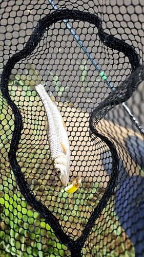 カワムツの釣果