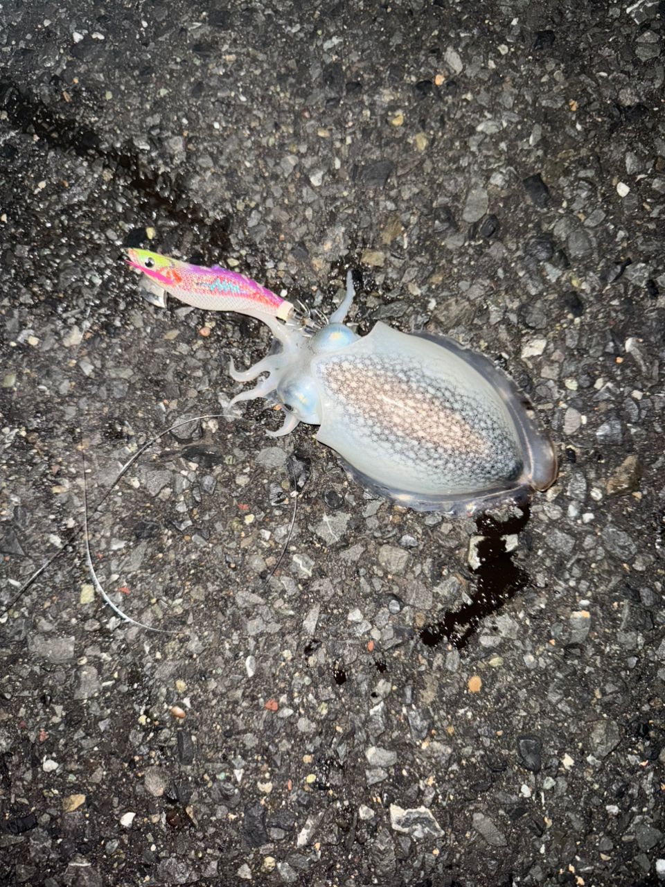 シリヤケイカ