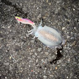 シリヤケイカ