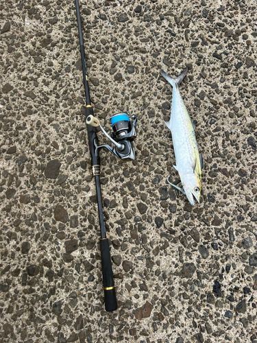 サゴシの釣果