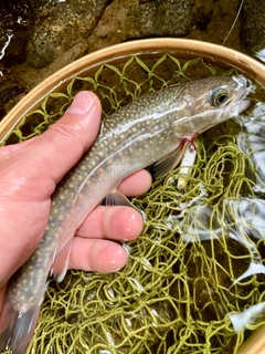 イワナの釣果
