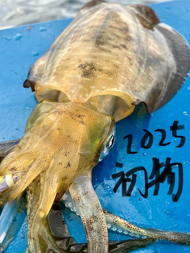 金谷沖