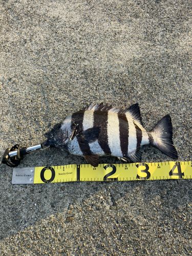 イシダイの釣果