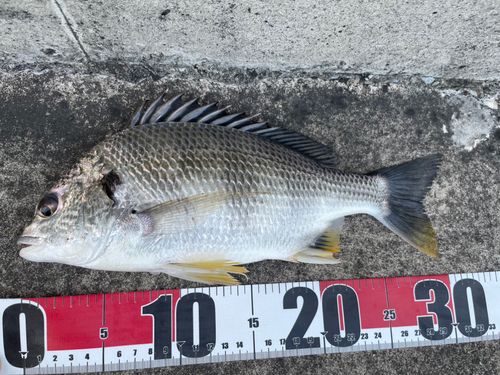 キビレの釣果