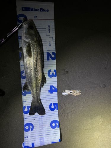 スズキの釣果