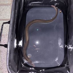 ウナギ