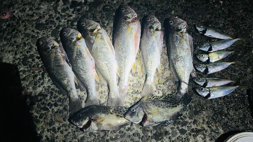 イシモチの釣果