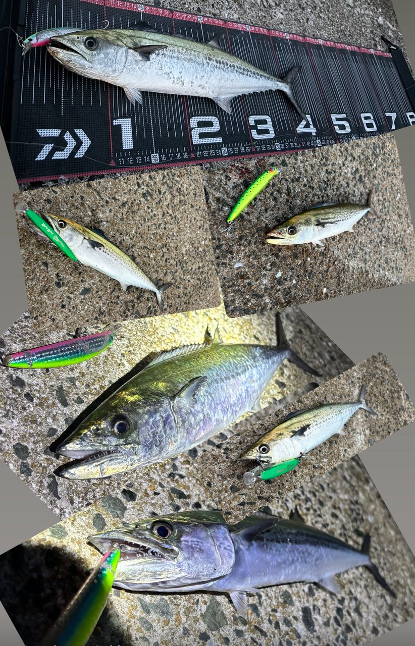 サゴシ