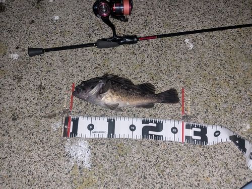 クロソイの釣果