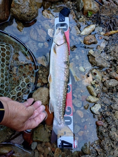 イワナの釣果