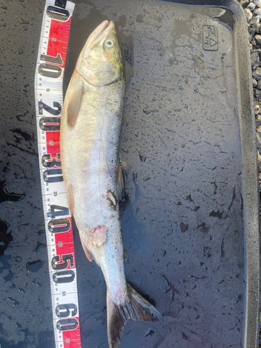 アキアジの釣果