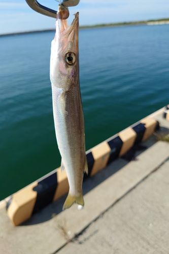 石巻湾