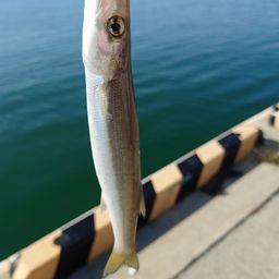 カマス