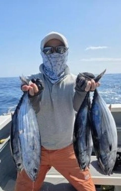 カツオの釣果