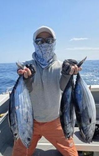 カツオの釣果