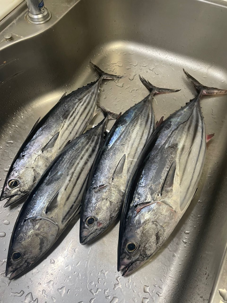 ひなっちのパパさんの釣果 2枚目の画像