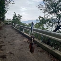 アオリイカ