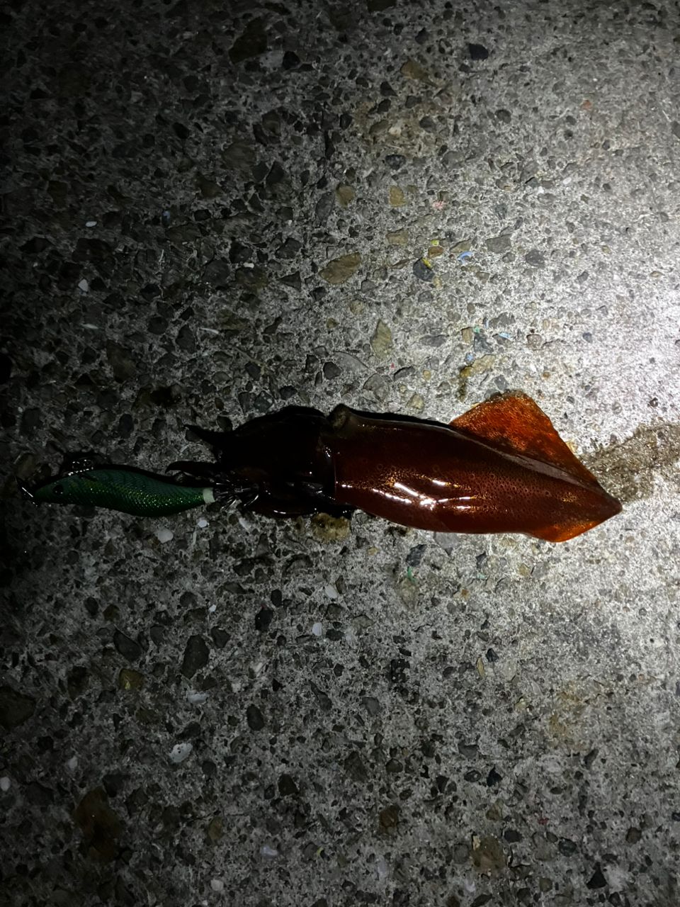 ケンサキイカ