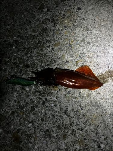 垂水漁港