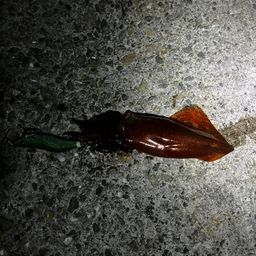 ケンサキイカ