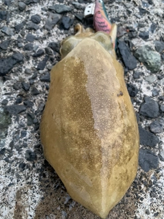 コウイカの釣果