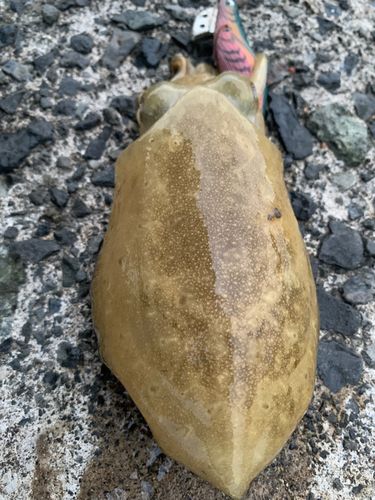 コウイカの釣果