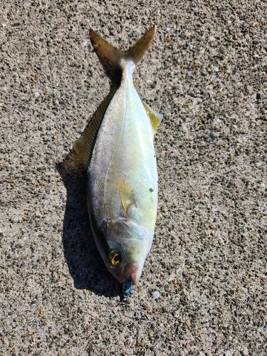 ショゴの釣果