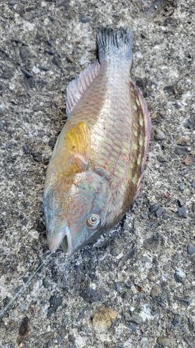 イソベラの釣果