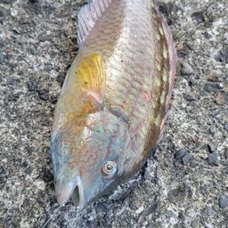 イソベラ