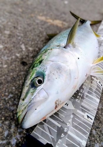 イナダの釣果
