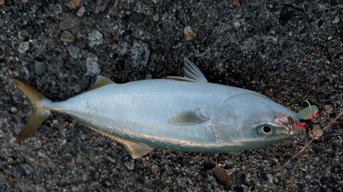 コゾクラの釣果