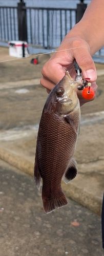 カンダイの釣果