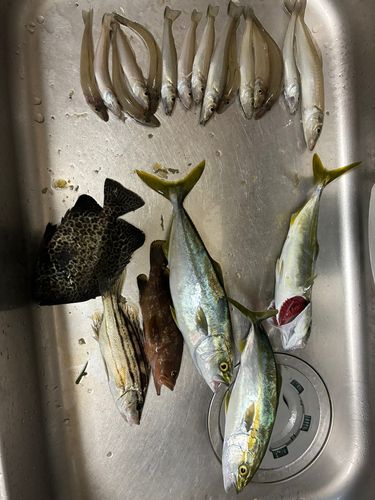 ツバスの釣果