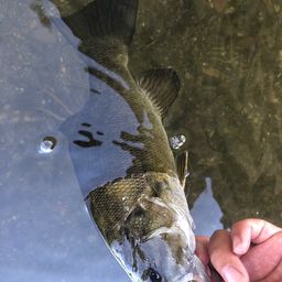 スモールマウスバス
