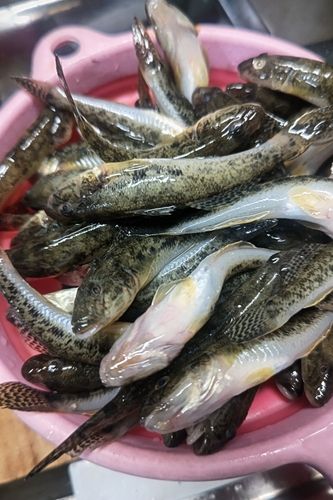 ハゼの釣果