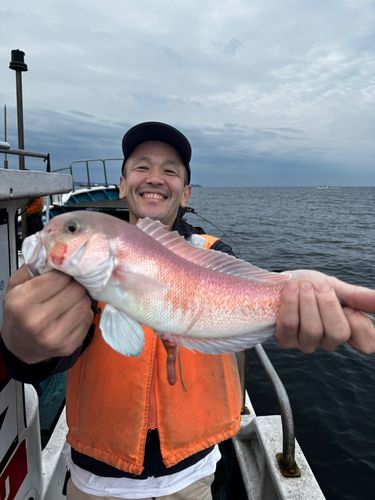 シロアマダイの釣果
