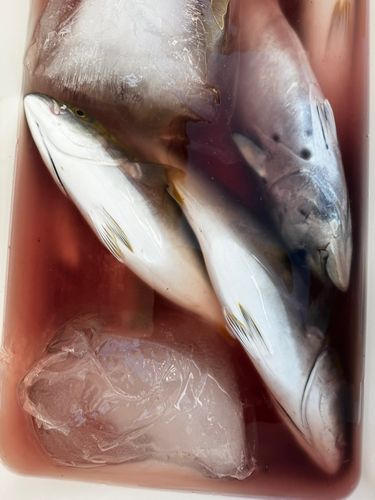 スマカツオの釣果