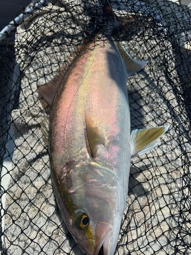 カンパチの釣果