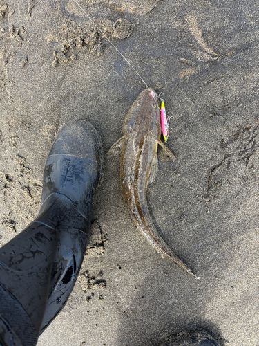 マゴチの釣果