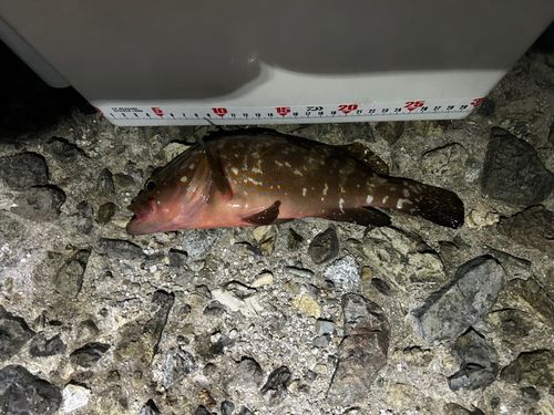 恵曇港