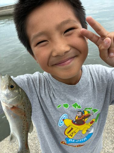タイリクスズキの釣果
