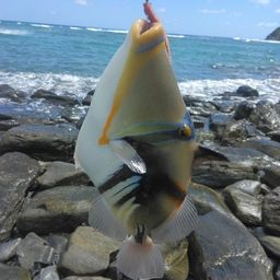 ムラサメモンガラ