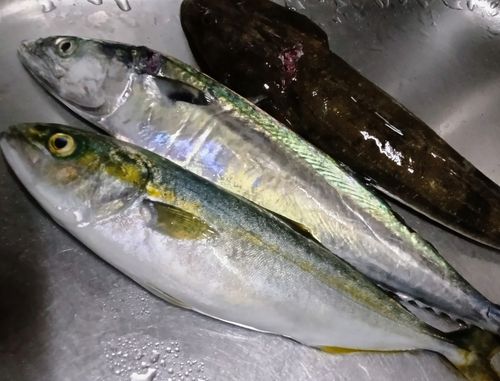 ヤズの釣果