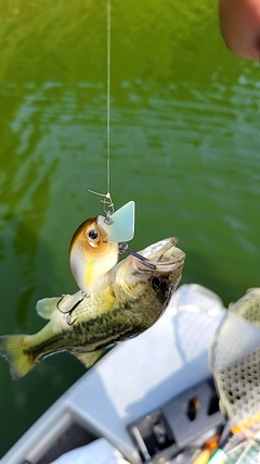ラージマウスバスの釣果